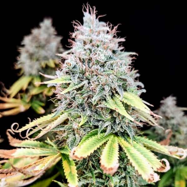 Apple OG Seed > Pure Instinto | Feminized Cannabis   |  Indica